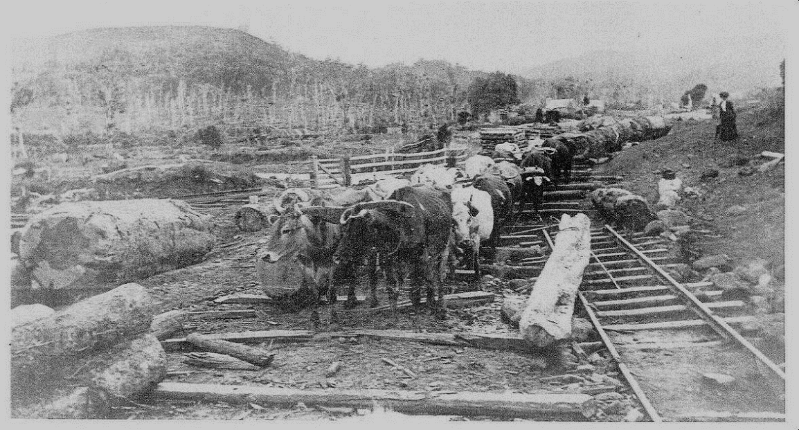 Bullocks pulling logs - Journal 10