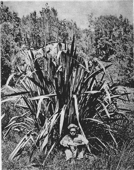 Harakeke - Journal 8